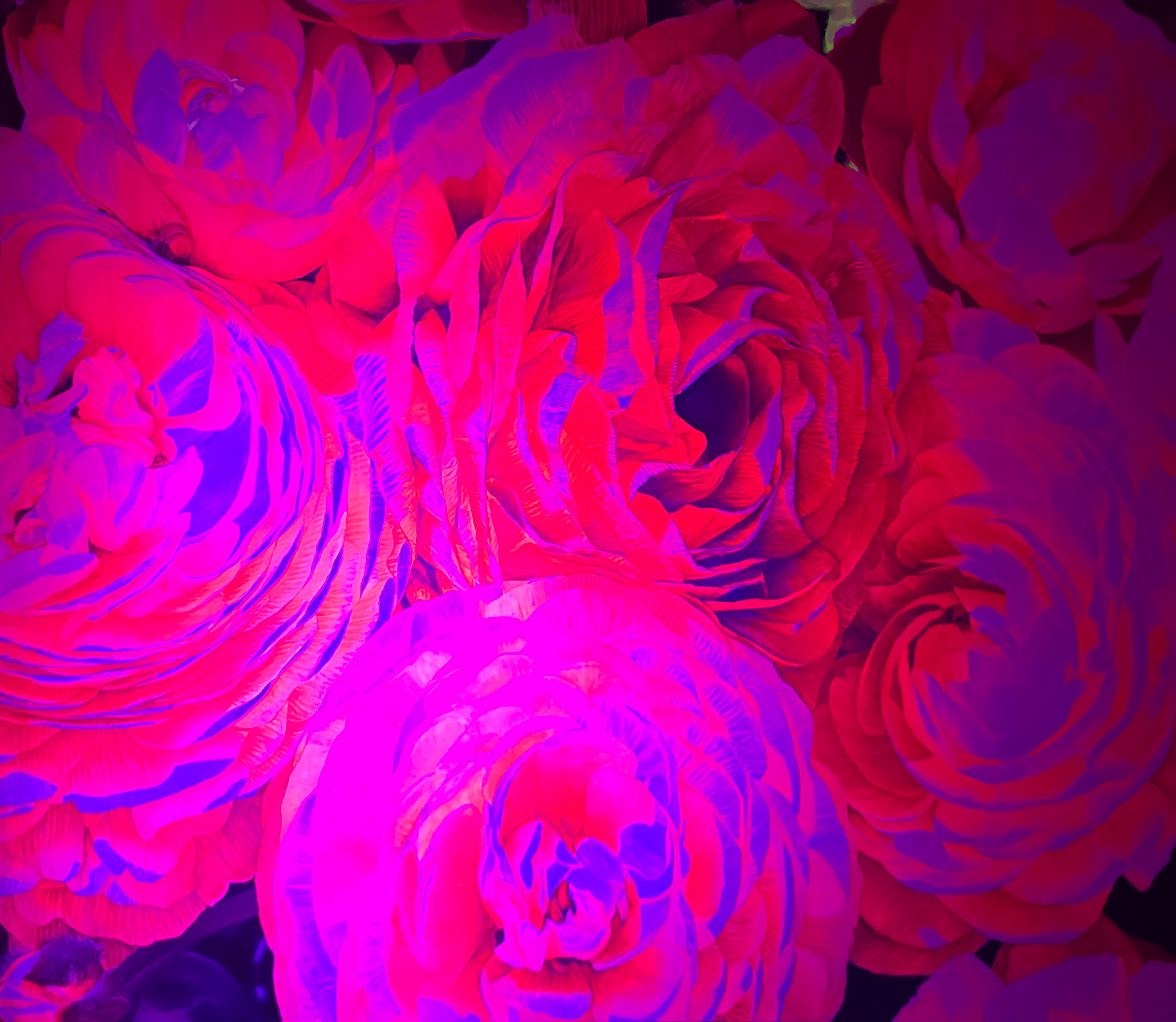Ranuculus_2_UV